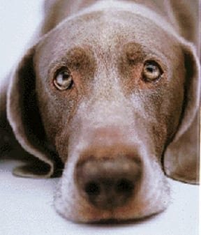sad dog