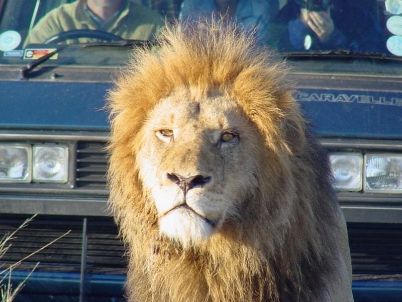 safari